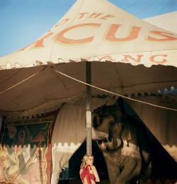 A Day at the Circus