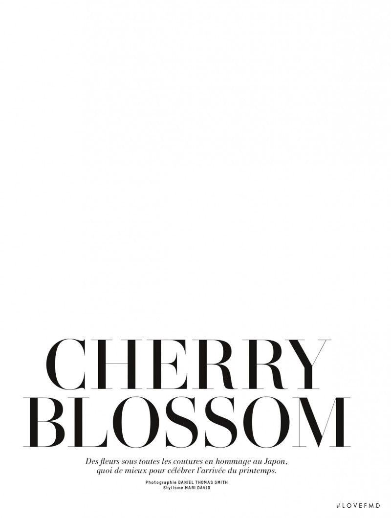 Cherry Blossom, March 2014