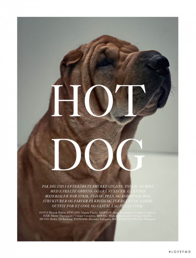 Hot Dog, November 2014