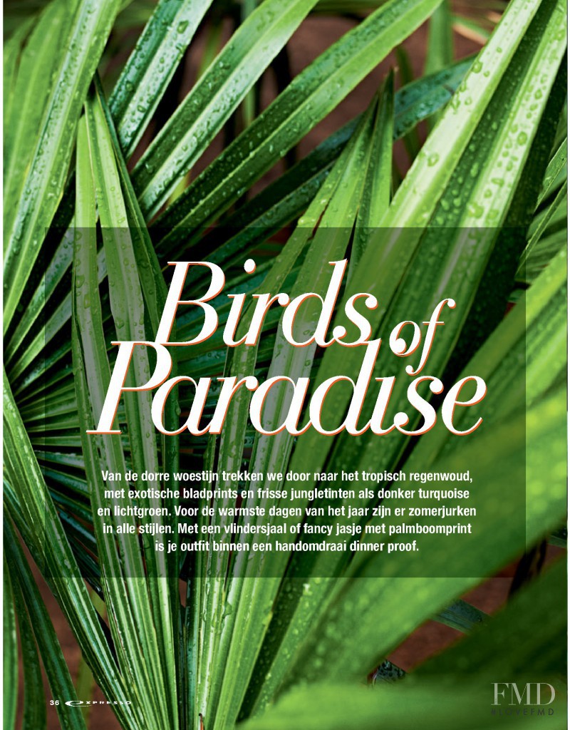 Birds of Paradise, June 2015