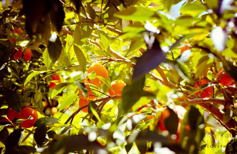 Blood Oranges, July 2011