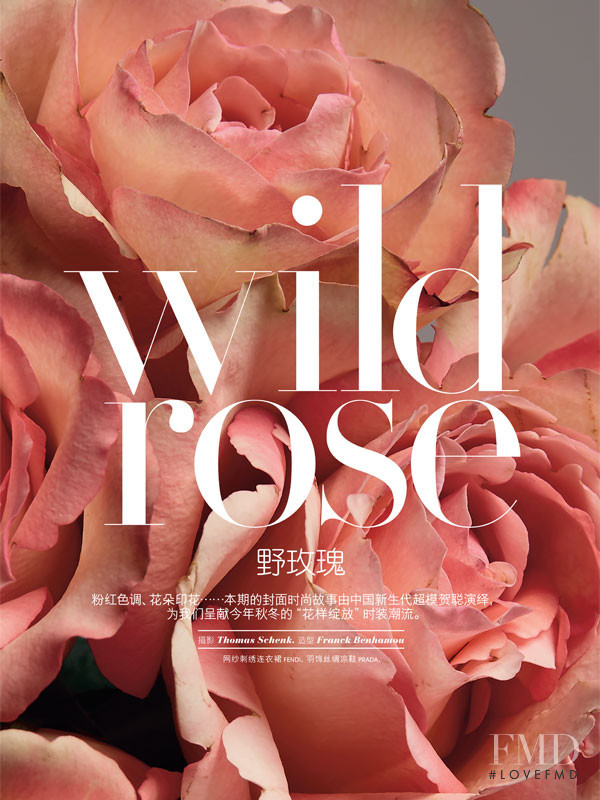 Wild Rose, November 2017