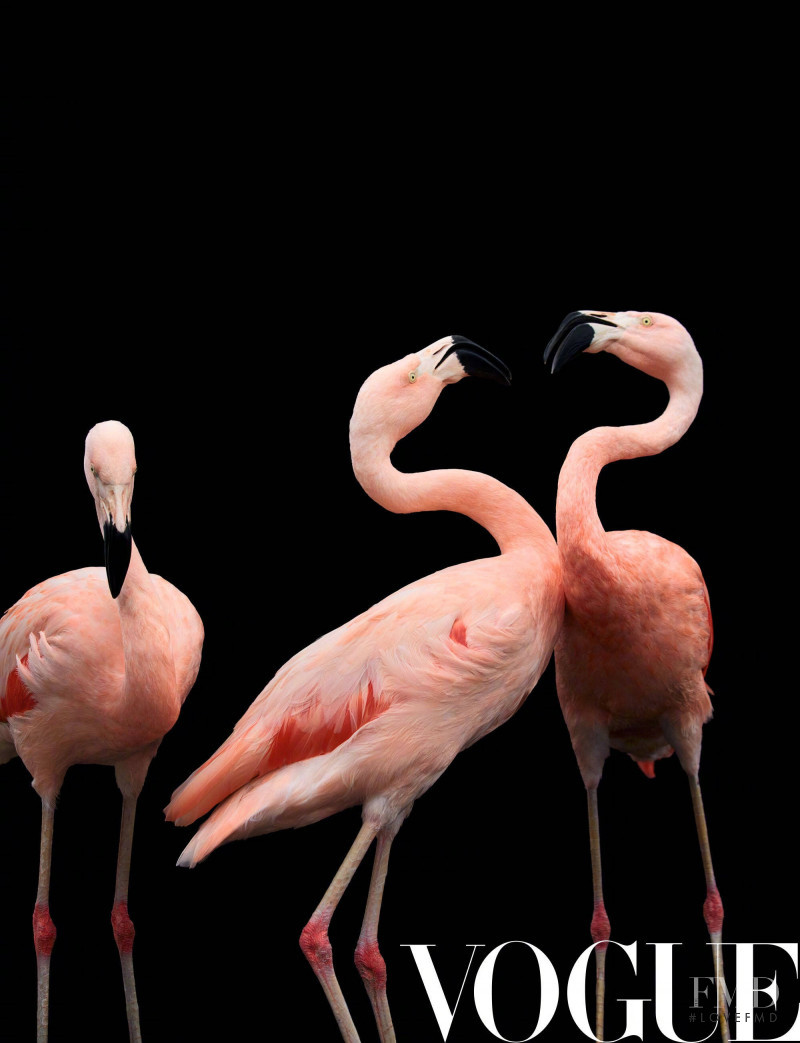 Pink Flamingos, July 2018