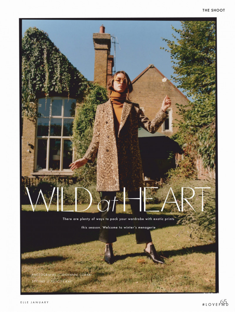 Wild at Heart, January 2019