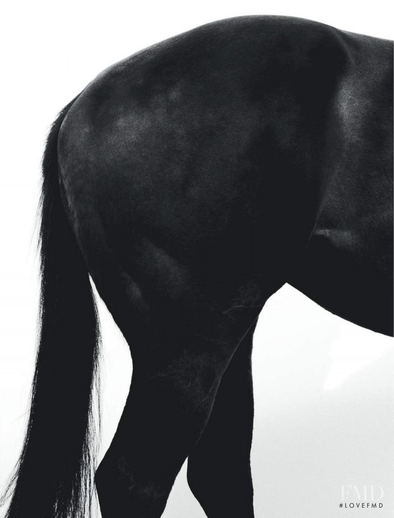 Black Beauty, December 2012