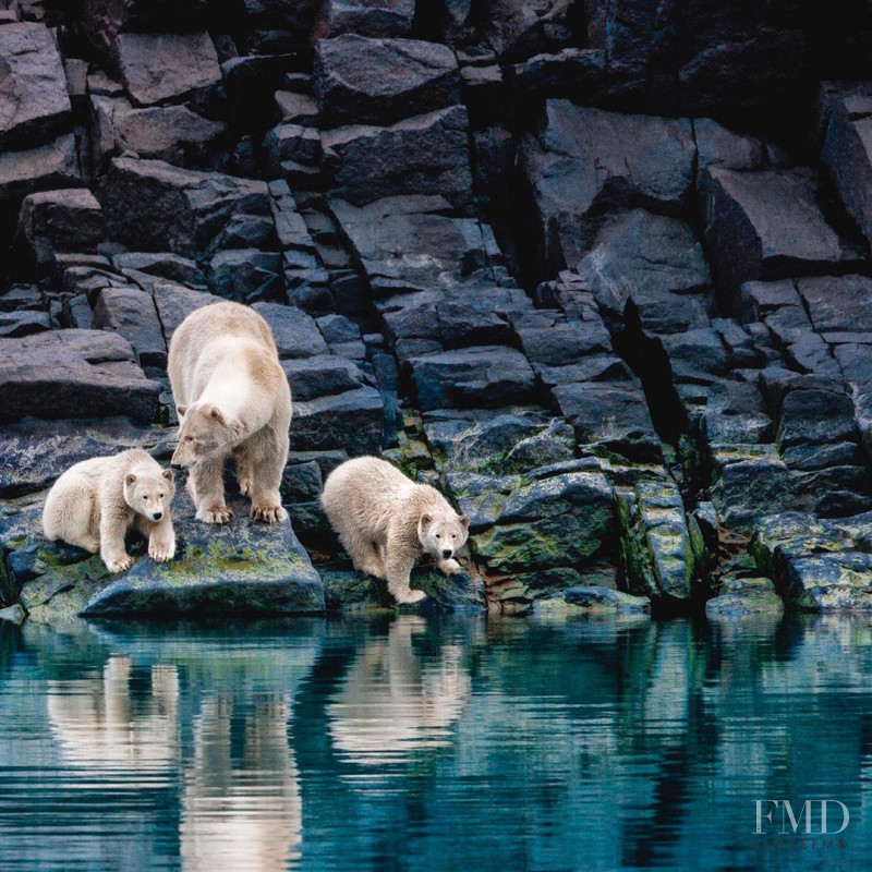 Paul Nicklen, July 2020