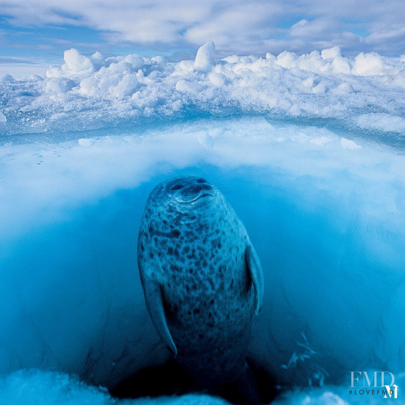 Paul Nicklen, July 2020