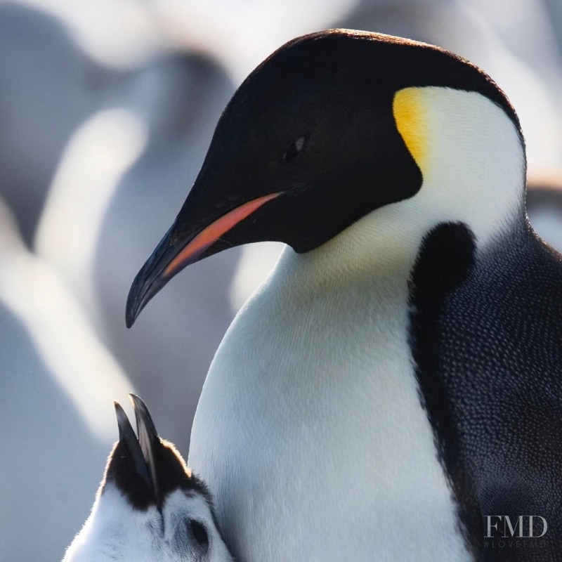 Antartica 2020, August 2020