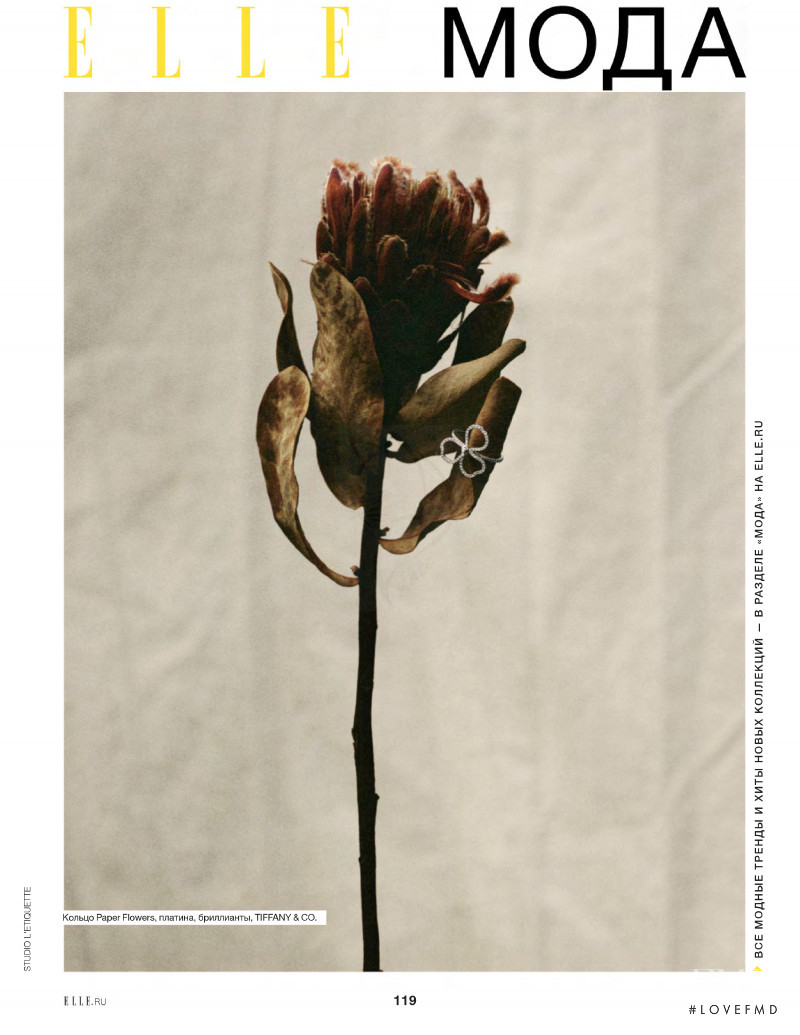 Poppy and rose hybrid, September 2020
