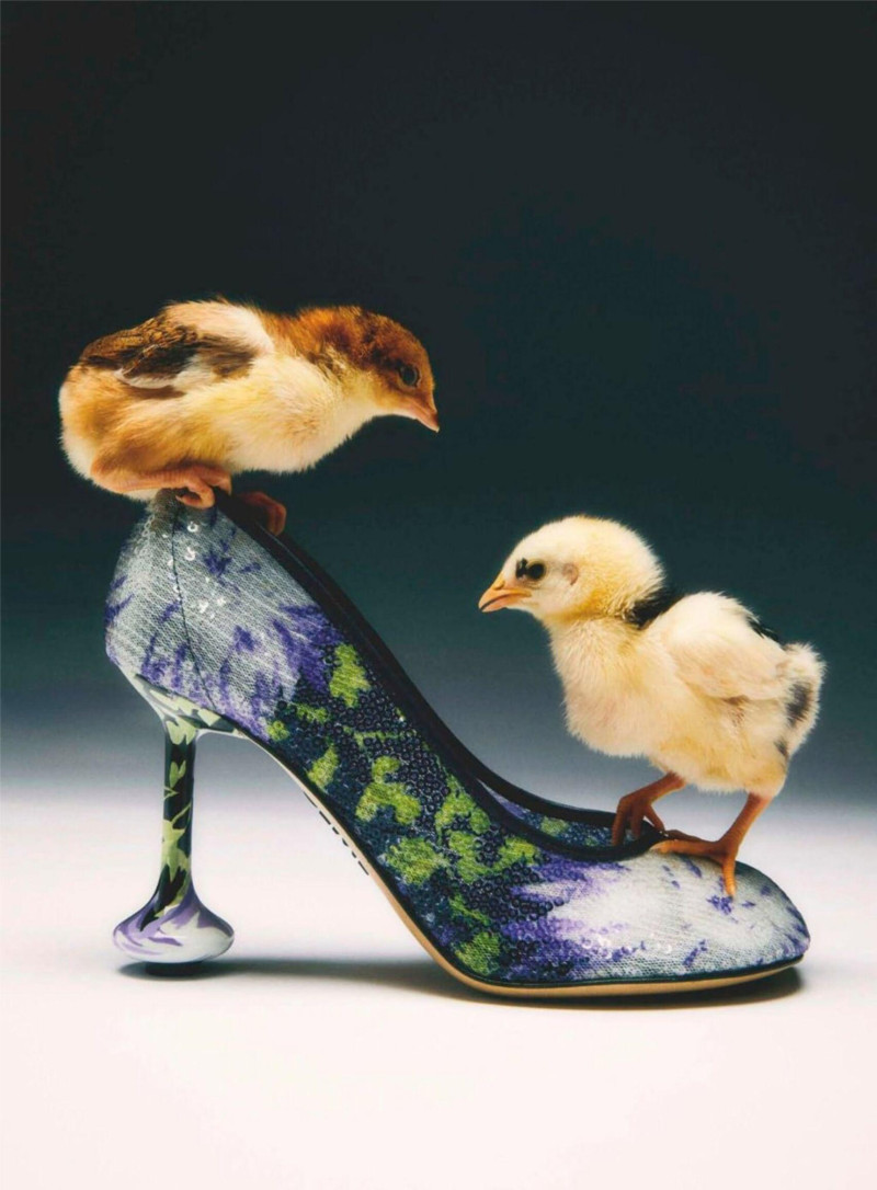 Animales fantásticos, February 2025