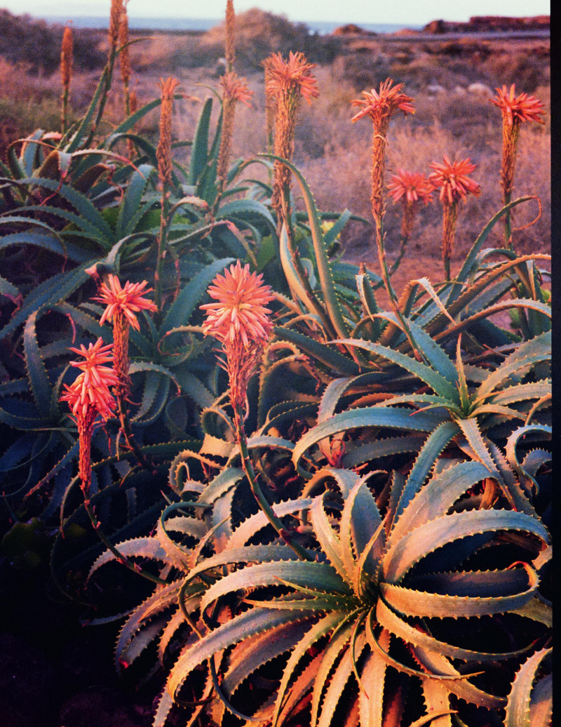 Ali Dansky featured in Planet Paradise, July 2025