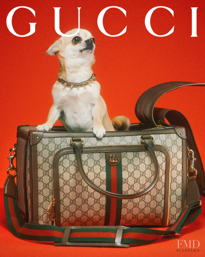 Gucci Gucci Pet Collection advertisement for Summer 2022