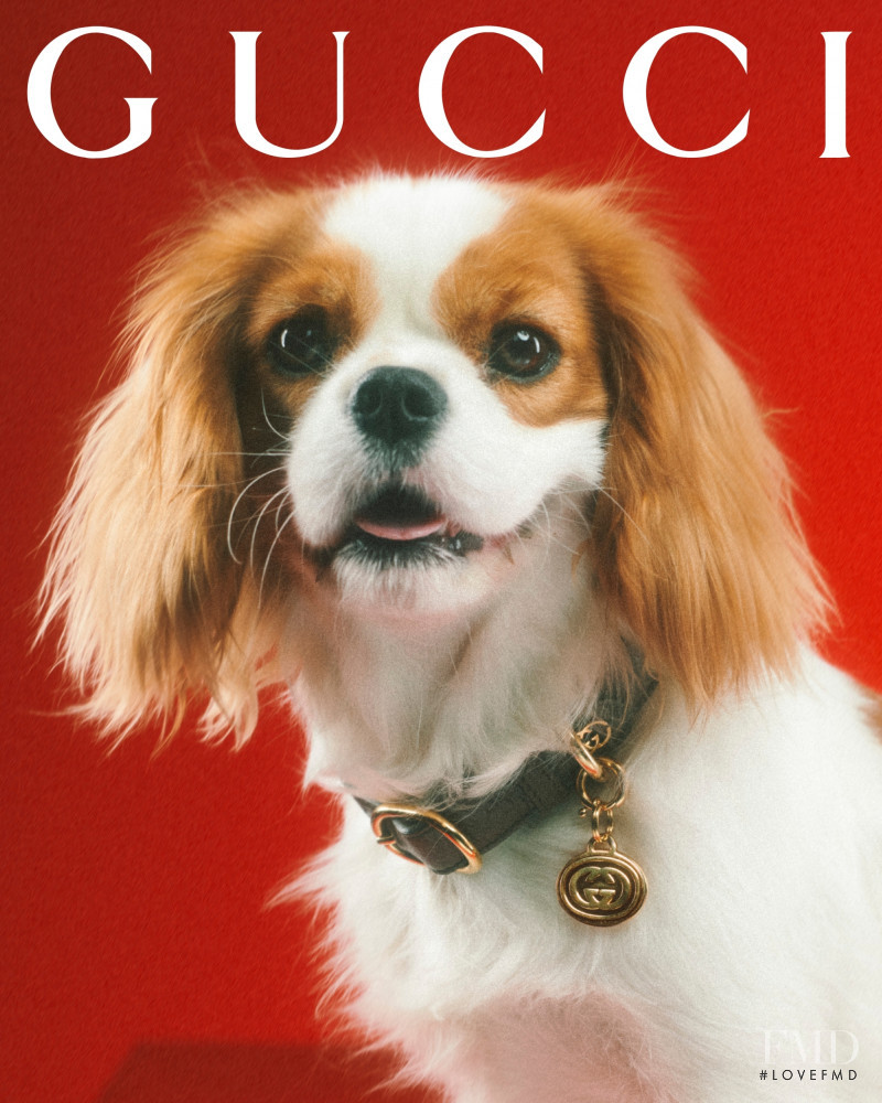 Gucci Gucci Pet Collection advertisement for Summer 2022