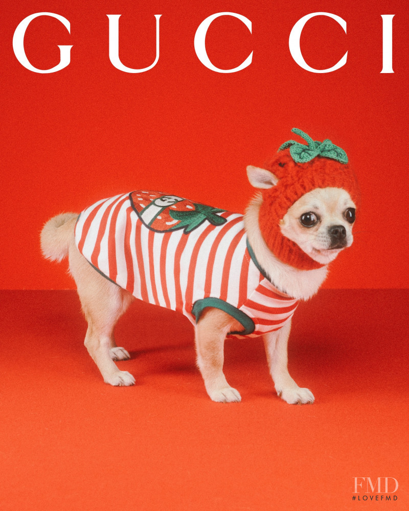 Gucci Gucci Pet Collection advertisement for Summer 2022